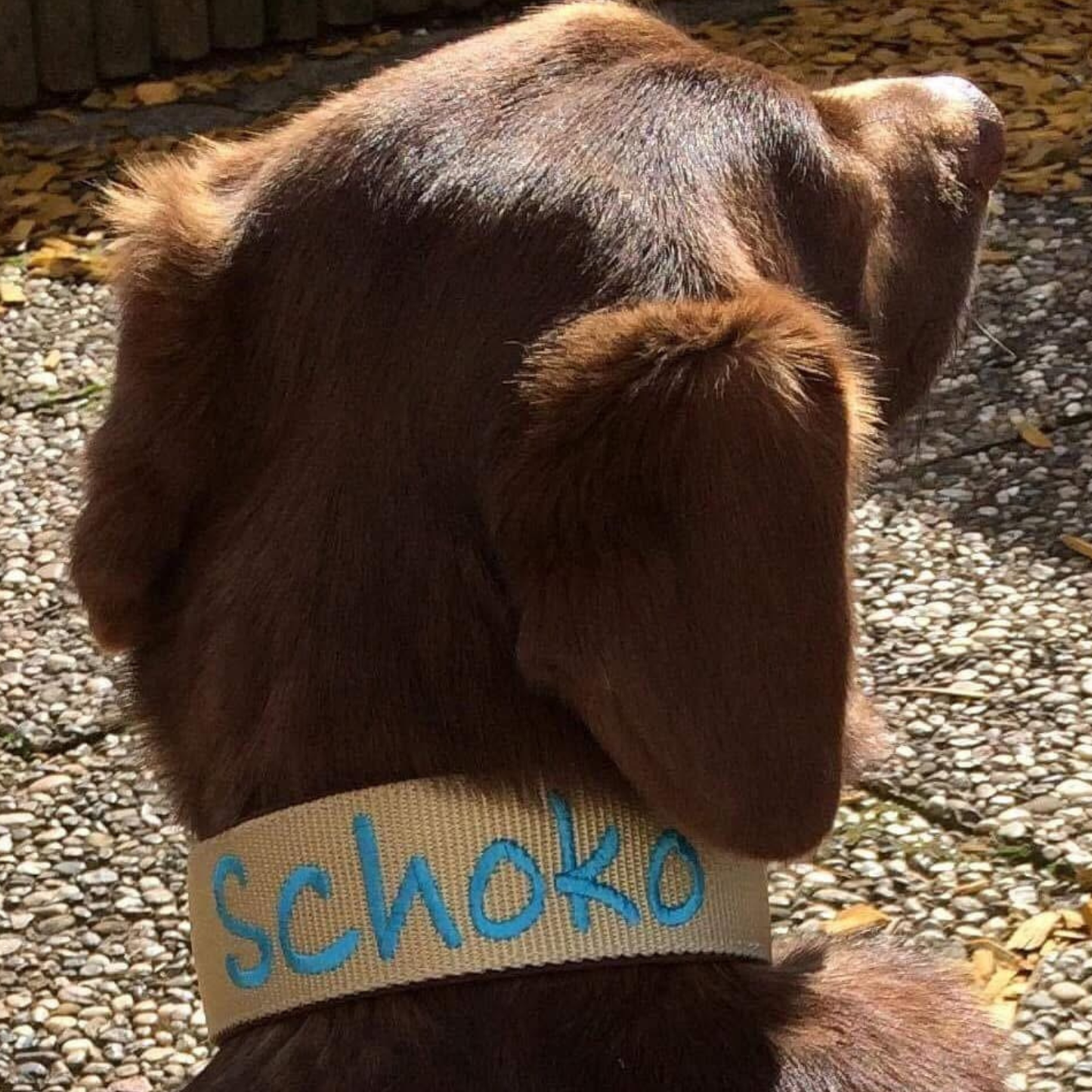 Klick Hundehalsband Nylon schwärt-tuerkis