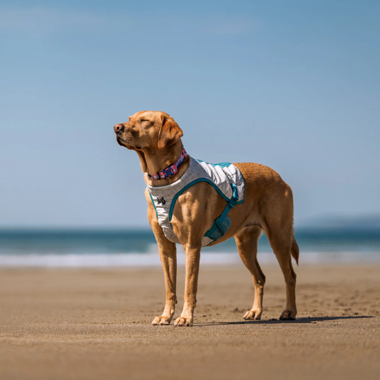 Non-stop dogwear Hunde-Kühlweste Cooling Vest