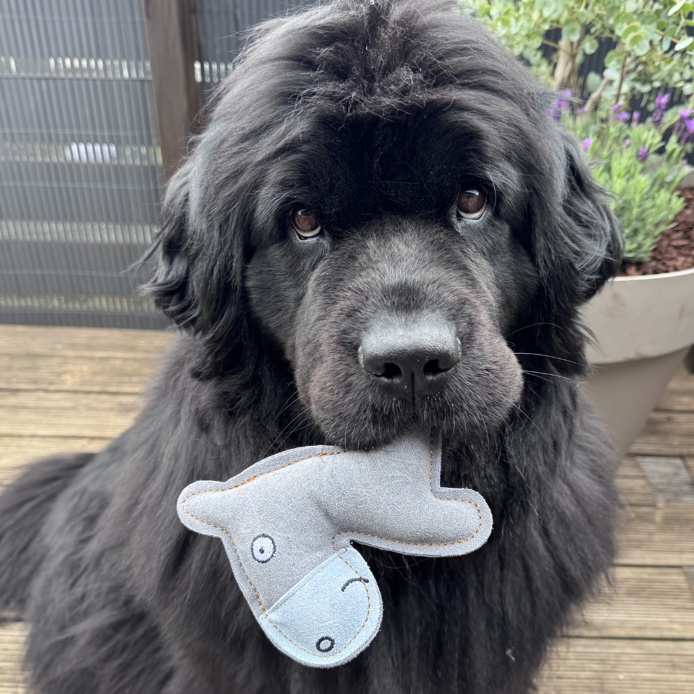 doggydoodle-esel-hellgrau-hund