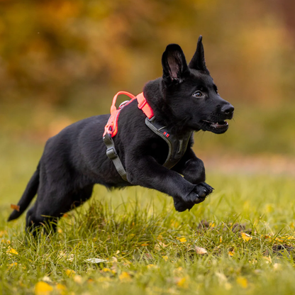 Ramble Hundegeschirr Non-stop dogwear