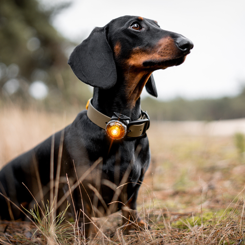 orbiloc-licht-kleine-hunde