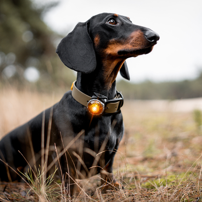 orbiloc-licht-kleine-hunde