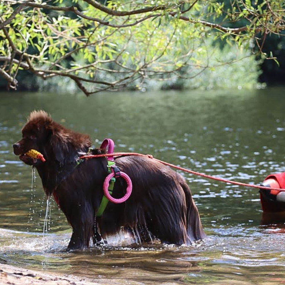 Wasserarbeitsgeschirr Hundegeschirr Wasserarbeit