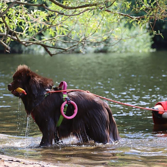 Wasserarbeitsgeschirr Hundegeschirr Wasserarbeit