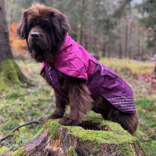 Hunderegenmantel Fjord Non-stop dogwear